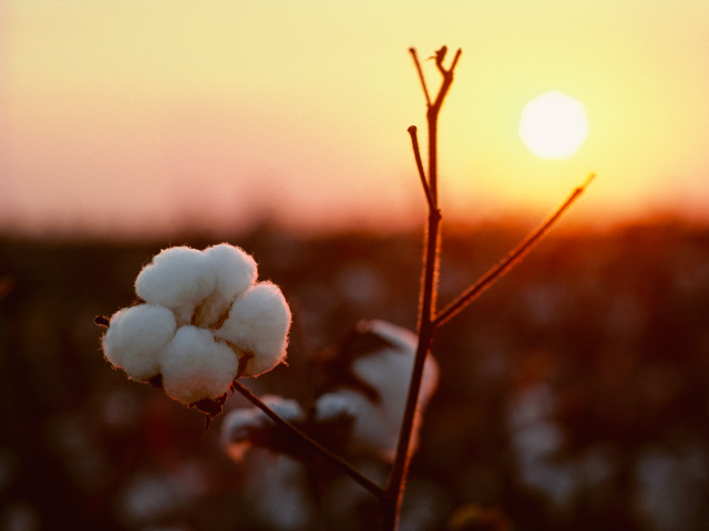 After a World Trade Organization panel ruled that U.S. cotton subsidies from the 2002 farm bill had inflicted harm on the Brazilian cotton industry, the United States agreed in 2010 to make an annual $147 million payment to Brazil until the next farm bill changed the subsidies. (DTN/The Progressive Farmer file photo)